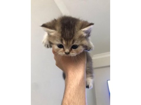 British shorthair yavrular