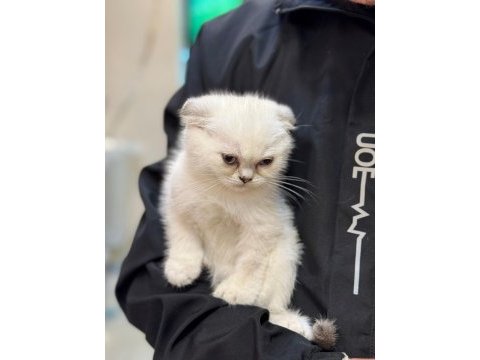 Scottish fold güzel yavrularımız