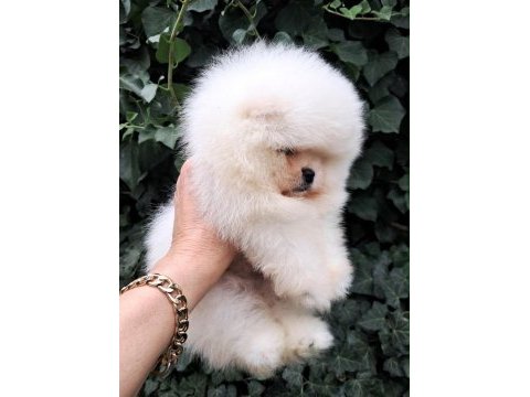 Luvpaw dan ayı surat pomeranian boo yavrular