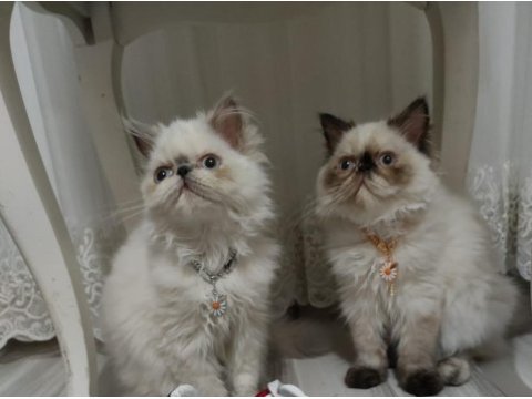İran persian