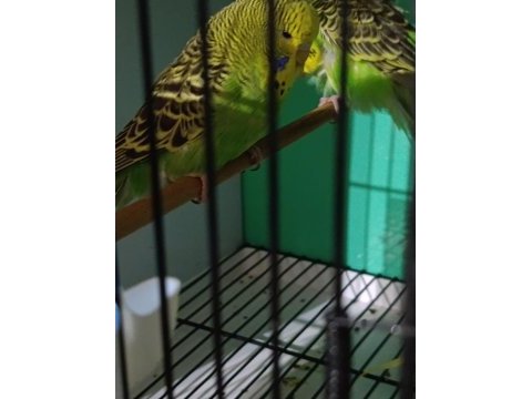 Jumbo muhabbet kuşu yavrulari