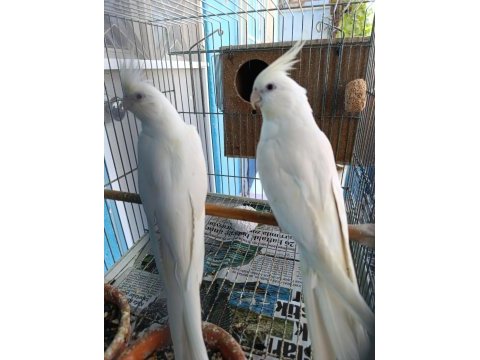 Erkek dişi albino sultan papağanı yavrulu takım