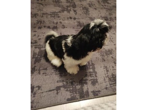 3 aylık oyuncu tüy dökmez erkek safkan shih tzu