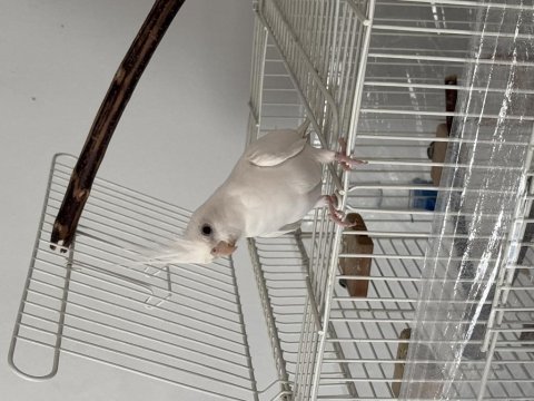 Beyaz renk (albino) erkek sultan papağanı