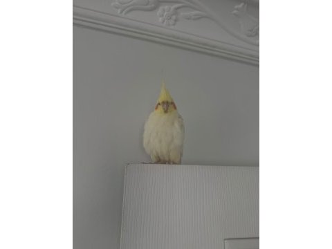 1 yaşında erkek sultan papağanı ele alışkın