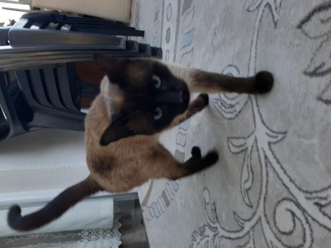 Orjinal siyam kedisi erkek