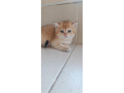 Acil bursa golden erkek ve dişi british shorthair yavrular