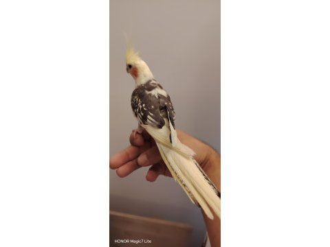 4 aylık ful evcil sultan papağanı