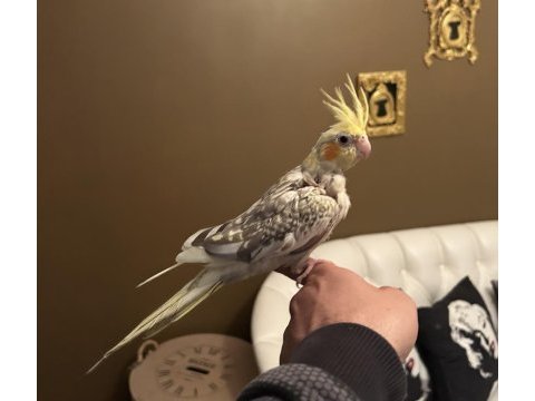 Full evcil konuşan garanti takım sultan papağanı