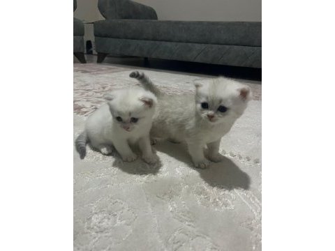 Sevimli british shorthair kedilerimiz