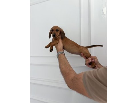 Ukrayna doğumlu dişi dachshund yavrumuz (sosis)