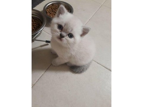British shorthair bebekler 2 aylık