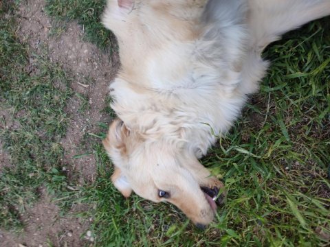 Yavru golden retriever