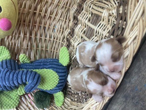 Cavalier king charles
