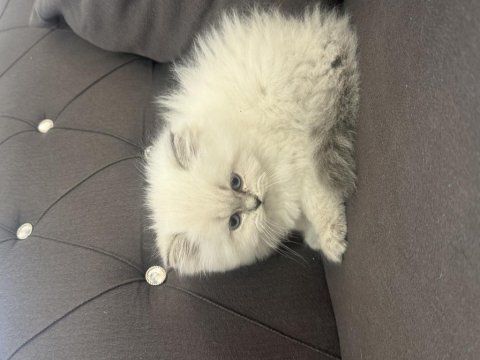 Dişi 2 aylık british longhair