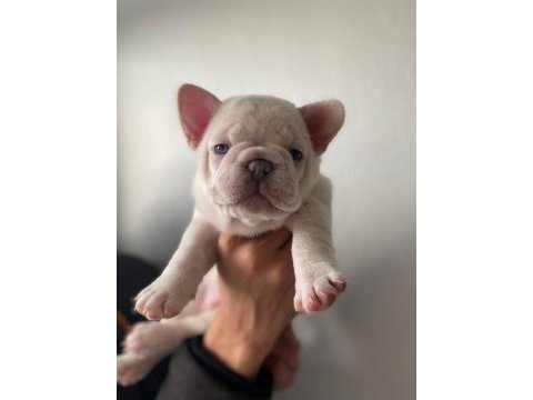 A kalite french bulldog yavrular için iletişime geçin
