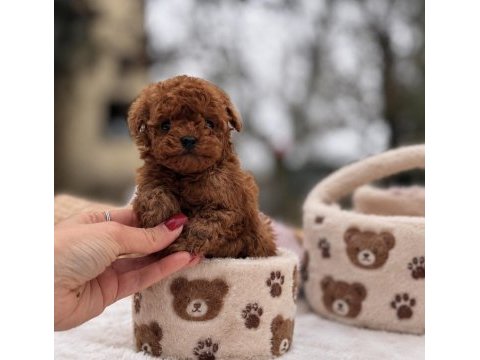 Ev üretimi wc eğitimli toy poodle