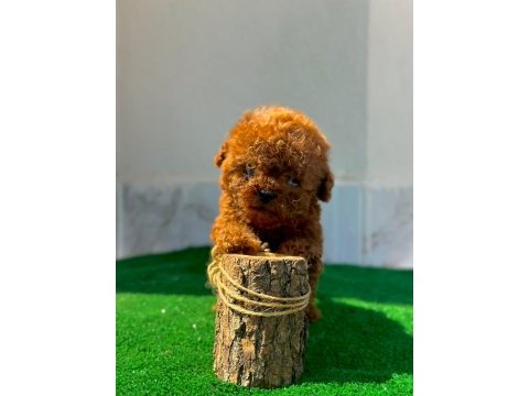 Üst kalite bardak boy toy poodle yavrularımız