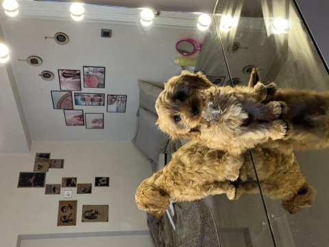 Cavapoo cinsi dişi