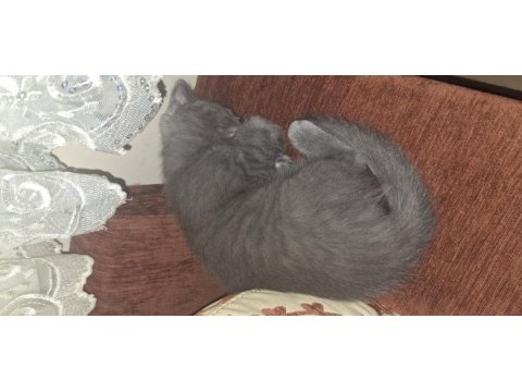 Safkan british shorthair yavrular