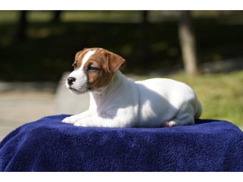 Fcı (kıf) şecereli safkan kısa tüylü yavru jack russell