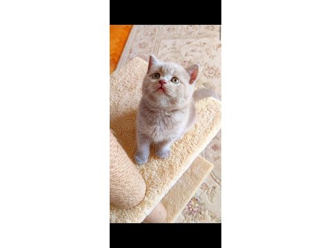 Gri lilac dişi erkek yavru kediler