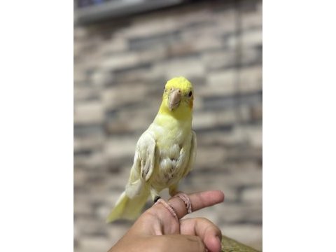 4 kelime konuşan erkek sultan papağanı