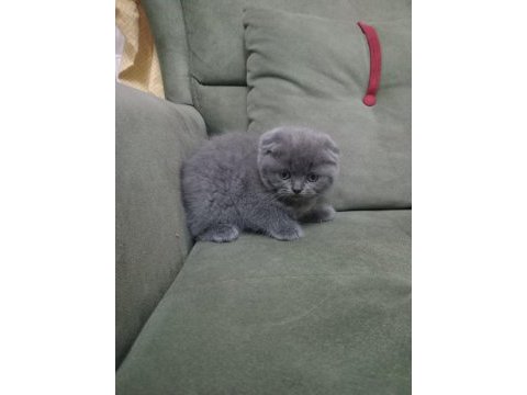 Scottish fold kedimiz