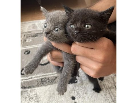 Güzeller güzeli yavrularımız scottish fold