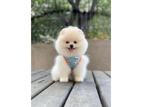 Pomeranian