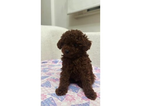 Erkek teacup dark redbrown kore poodle