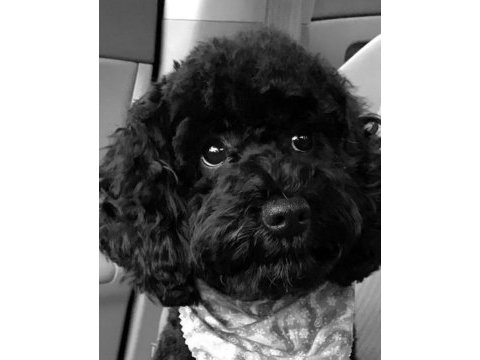Toy poodle siyah erkek uygun