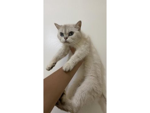 British shorthair silver 18 aylık dişi