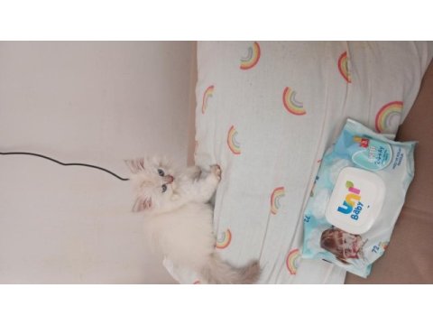 Bakalım ona hangi şanslı kedimize sahip olacak
