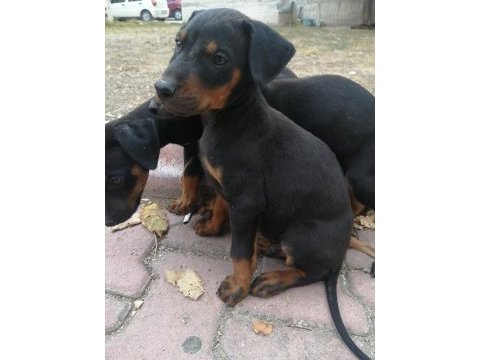 Doberman pinscher yavrusu acil sahiplendirilecektir