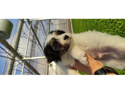 3 erkek 60 günlük köpeğimiz ankara