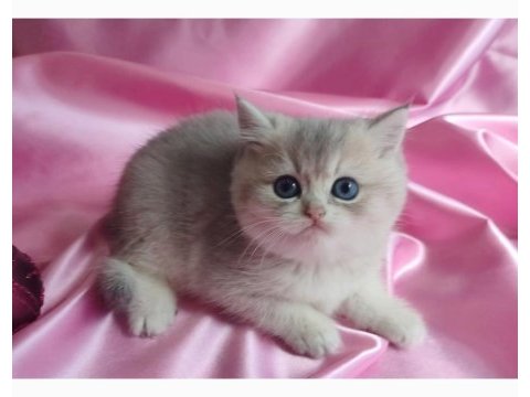 Şafkan british shorthair