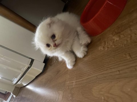 Şaka gibi ama gerçek british longhair tatlişler
