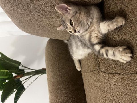 7 aylık british shorthair