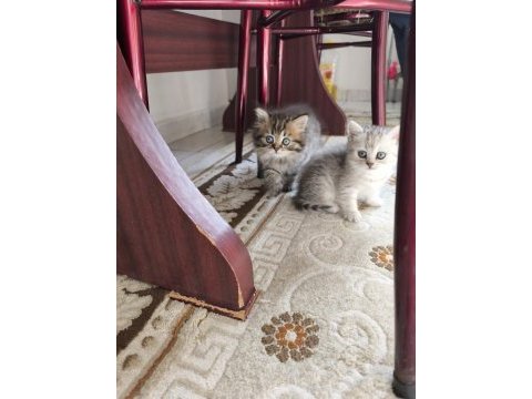 Birbirinden güzel 4 sevimli yavru kedimiz