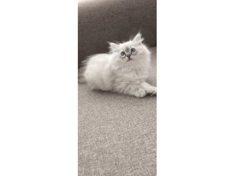 Yün yumağı çok tatlı chinchilla yavrular