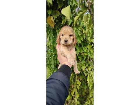 American cocker