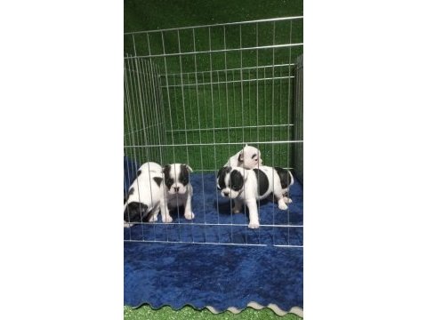 Maskeli french bulldog bebekleri