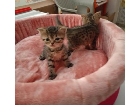 Yavru scottish fold yavrularımız yeni sahibini bekliyor
