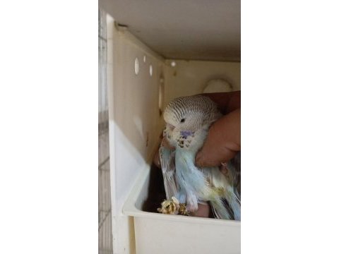 Özel mutasyon show muhabbet kuşları