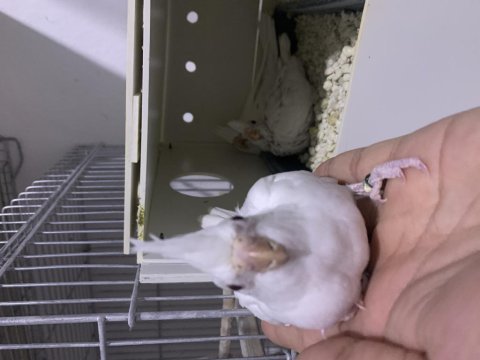 Bebek yeni düşmüş sultan papağanları