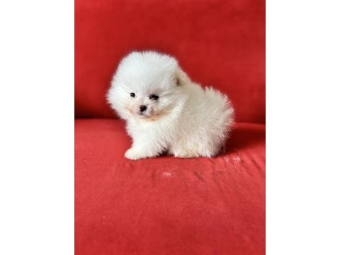 Pomeranian boo krem ve beyaz erkek