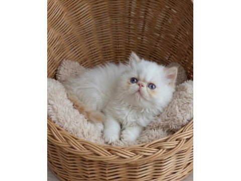 Safkan red point iran persian