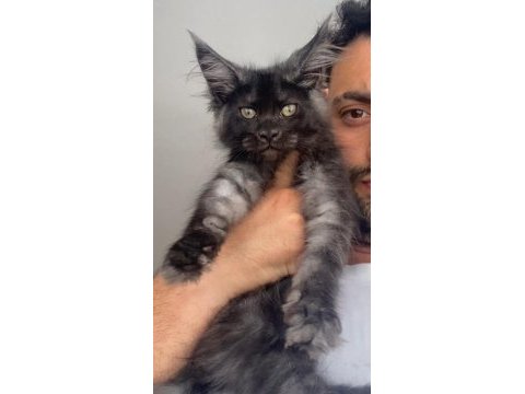 Dev dişi xxxl siyah duman maine coon