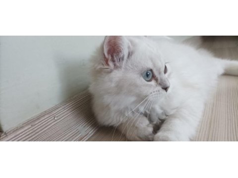 British longhair kızımıza yeni yuva